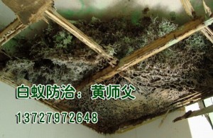 潮州吊顶上的白蚁巢